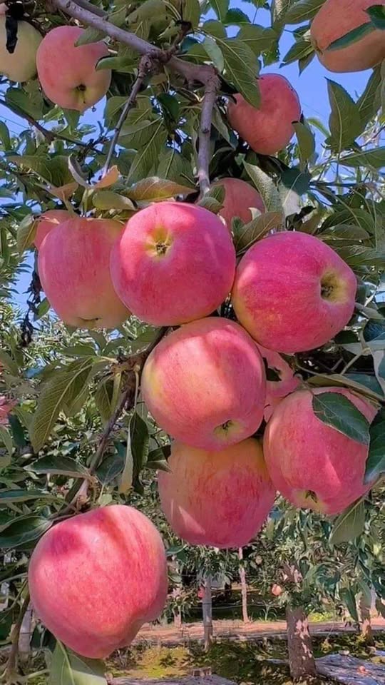 PINK LADY ELMA FİDANI